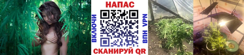 Бошки марихуана OG Kush  Сысерть 
